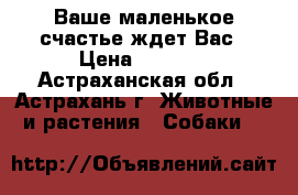Ваше маленькое счастье ждет Вас › Цена ­ 7 000 - Астраханская обл., Астрахань г. Животные и растения » Собаки   